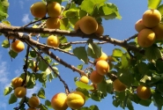 Спелые абрикосы